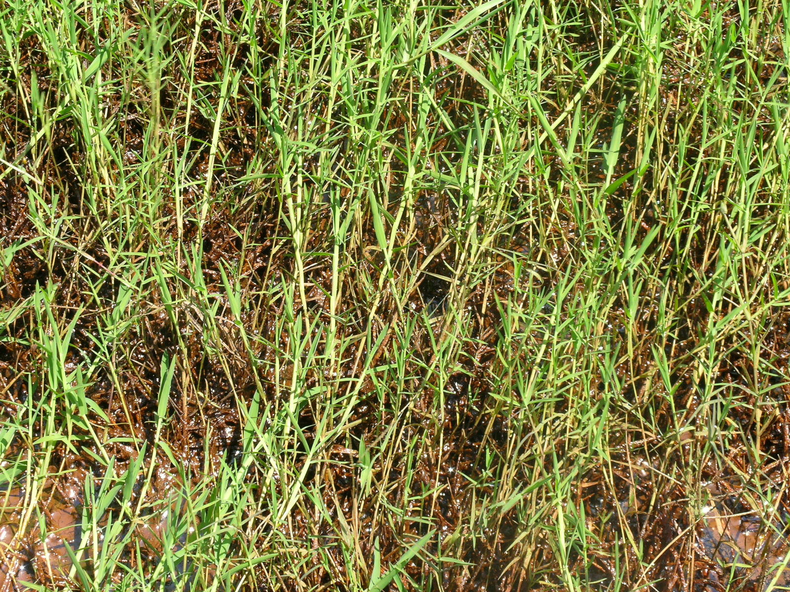 Slender Mud Grass Grasslands